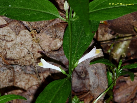 {Melampyrum lineare var. latifolium}